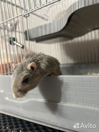 Песчанка с клеткой