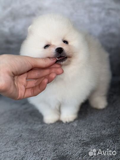 Померанский шпиц