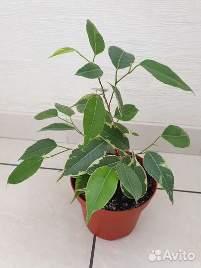 Фикус Бенджамина