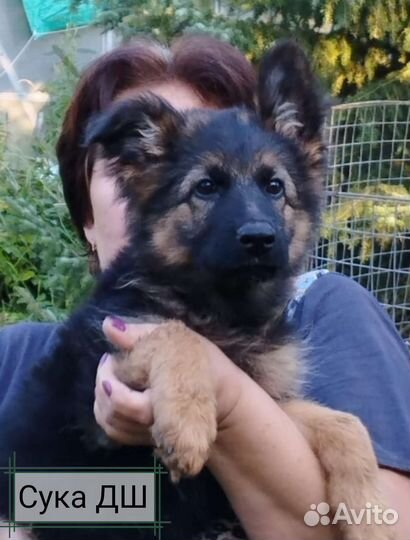 Щенки немецкой овчарки