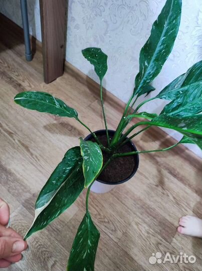 Спатифиллум Домино