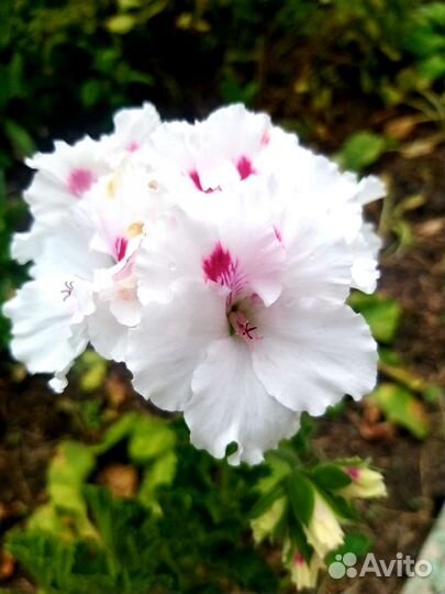 Пеларгония герань королевская