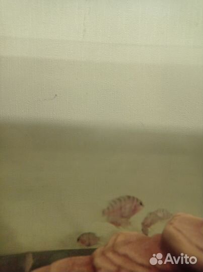 Аквариумные рыбки