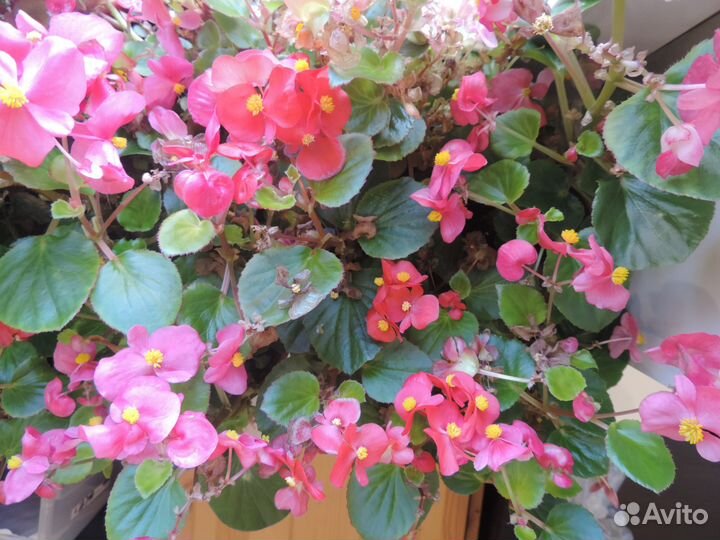 Бегония вечноцветущая в цвету