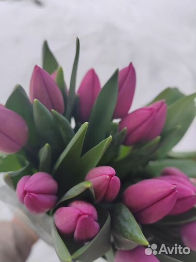 Тюльпаны к 8 марта