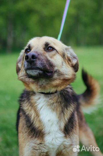 Собака пёс из приюта