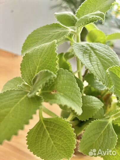 Комнатная мята