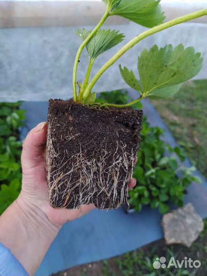 Рассада ремонтантной клубники