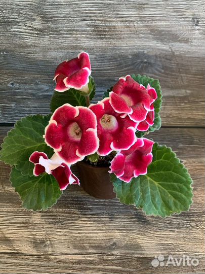 Клубешки Глоксиний