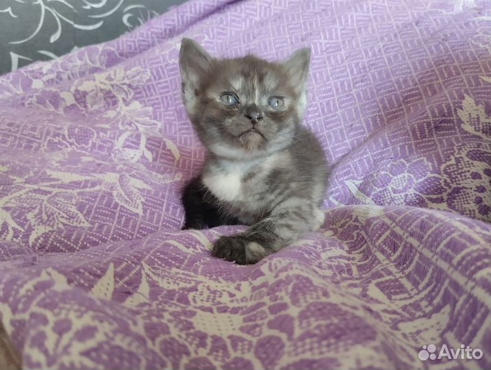 Малыши ищут дом