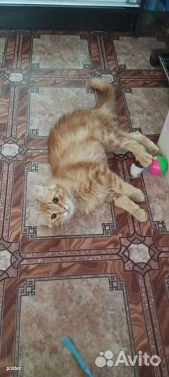 Рыжее счастье