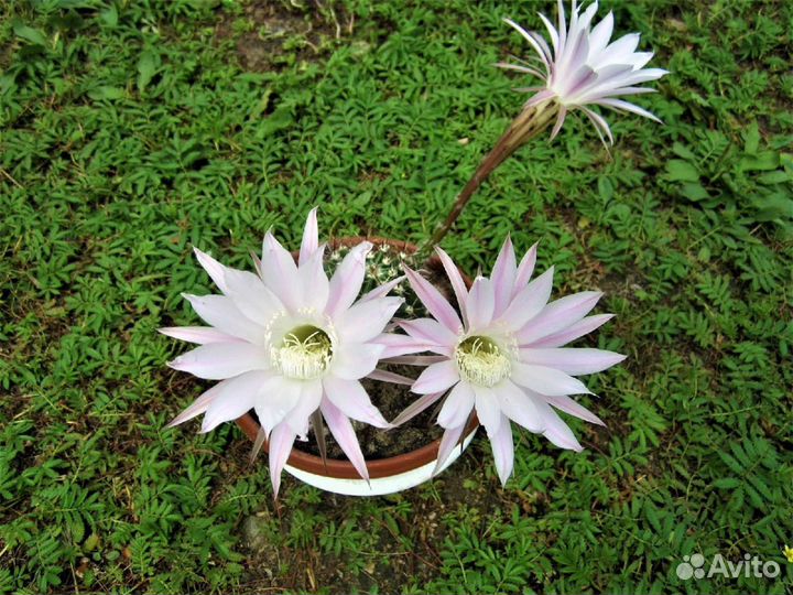 Кактус эхинопсис, маммилярия