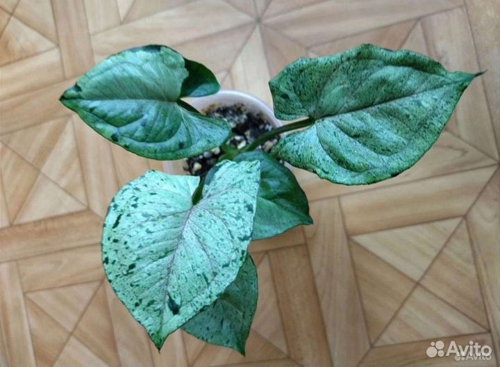 Сингониум Серый Призрак / Syngonium Gray Ghost