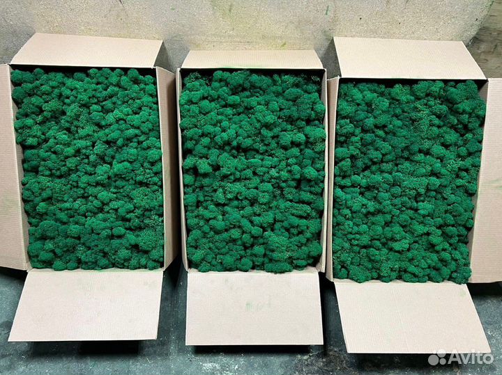 Мох Стабилизированный ягель, кочка, пласт, панно