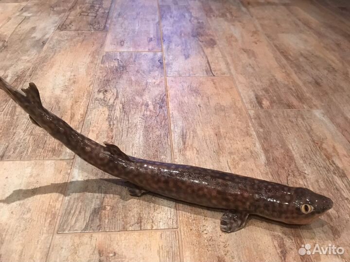 Чучело акулы