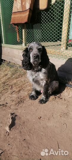 Щенки спаниеля