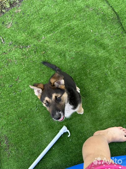 Щенок в добрые руки