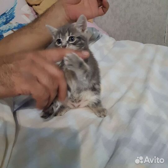 Котенок в дар бесплатно