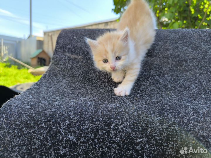 Котенок в дар бесплатно