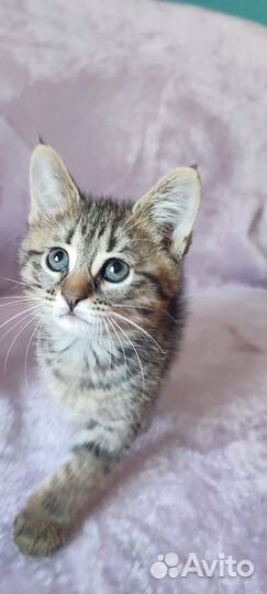 Котёнок, умная девочка, 2 месяца