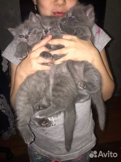 Британские котята