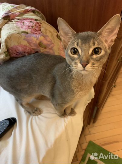 Чемпион Абиссинский кот Вязка