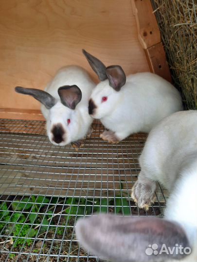 Калифорнийские кролики