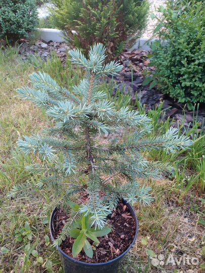 Ель кейбаб голубая