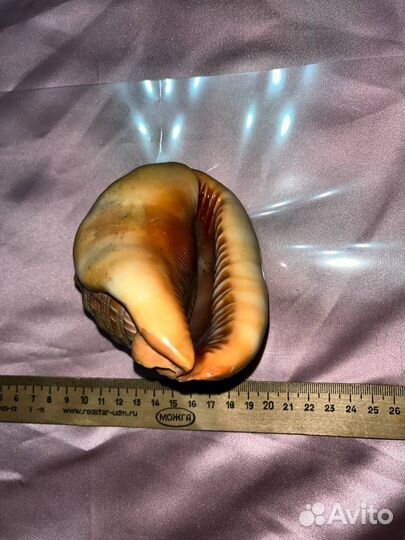 Морские ракушки раковины