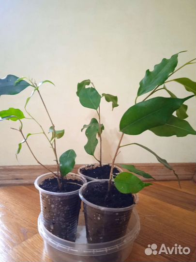 Фикус бенджамина