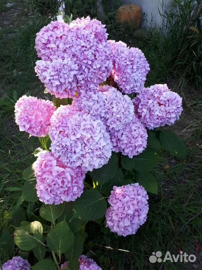 Гортензия розовая/голубая в контейнере