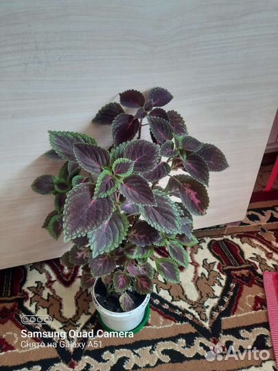 Комнатные цветы