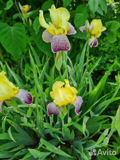 Ирис Лорелей, хоста зеленая