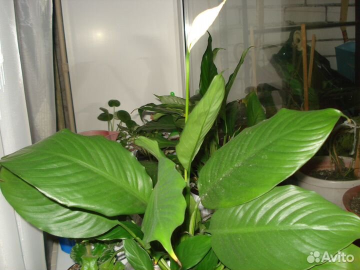 Спатифиллум