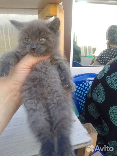 Котенок, мальчик