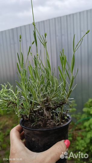 Лаванда саженцы