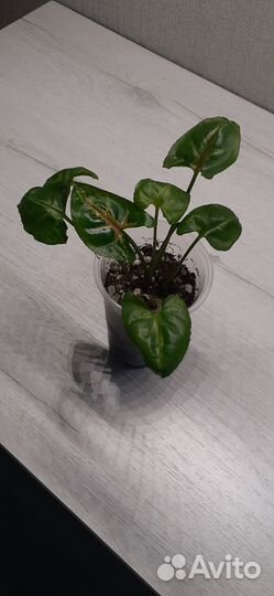 Сингониум крисмас