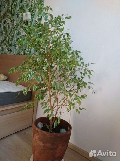 Фикус бенджамина пестролистный