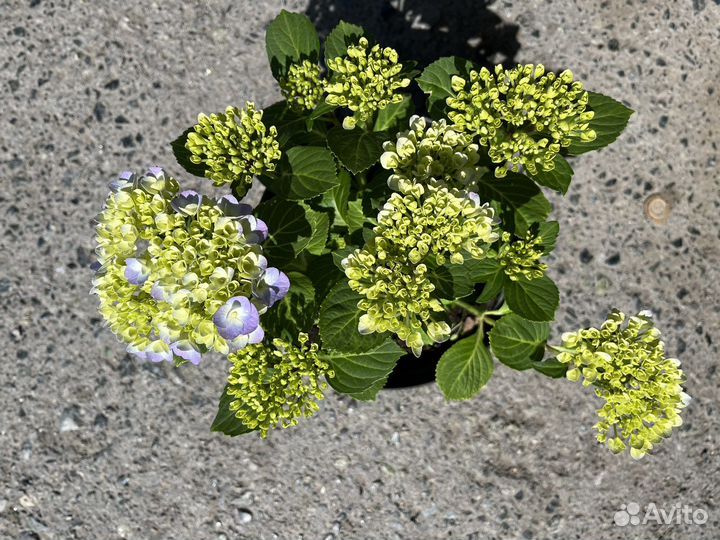 Розы, рассада однолетних цветов