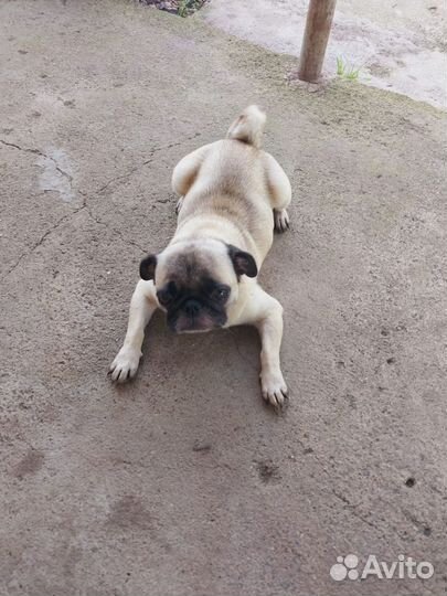Щенки мопса