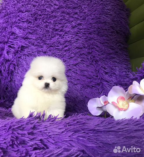 Белые помы, мишки, доставка