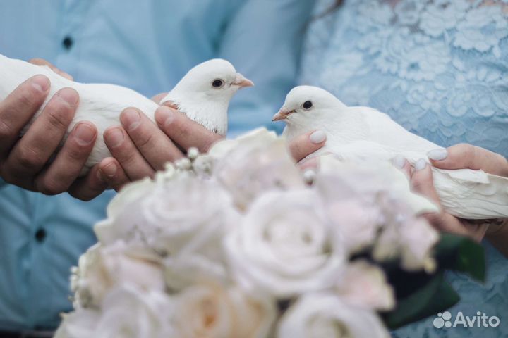 Белые голуби