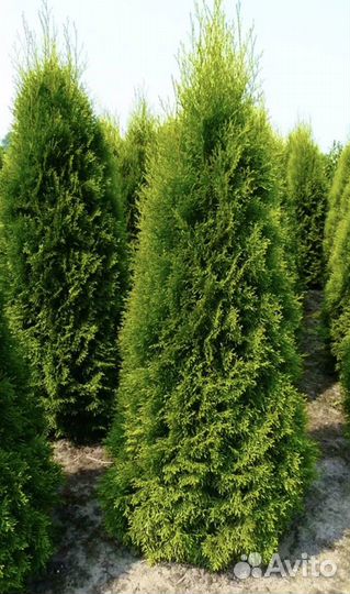 Туя Брабант саженцы