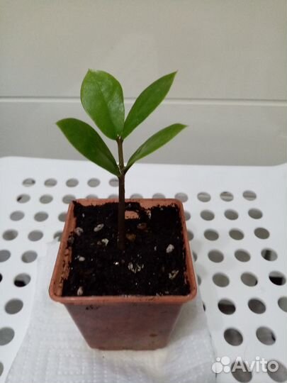 Замиокулькас