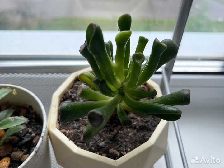 Суккулент Крассула Толстянка Хоббит