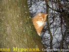 Котята Сибирские. Крысоловы объявление продам