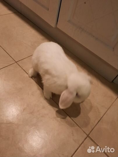 Декоративные кролики вислоухие