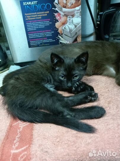 Отдам в добрые руки кошечку