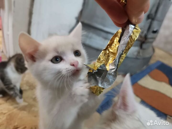 Белый котёнок
