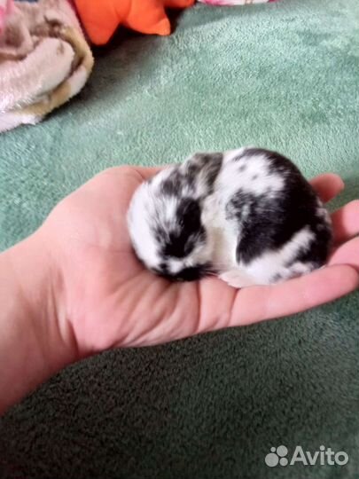 Декоративные карликовые кролики